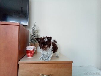 Jorkšírský teriér štěňata - 3