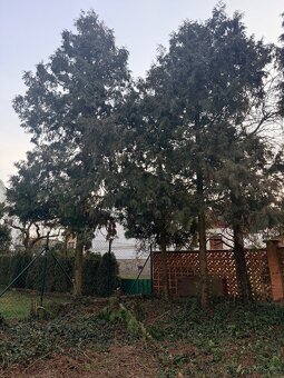 Daruji dřevo za pokácení - 3