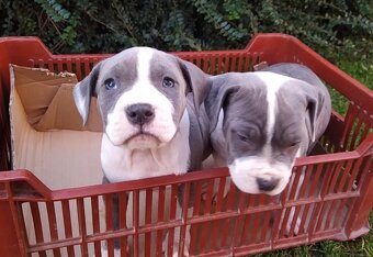 Americky stafordsirsky terier - 3