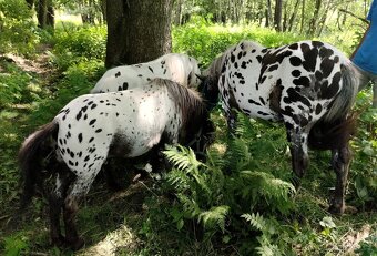 🐎Miniaturní hřebečci🐎 - 3