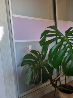Monstera - 3