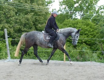 Krásná všestranná klisna 4 roky - 3