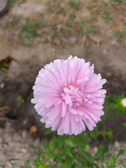 sazenice ASTER - - viz text a fota - 3