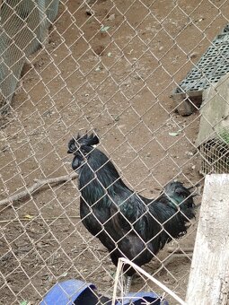 Ayam Cemani - 3
