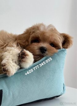 Maltipoo Caramel boy - 3