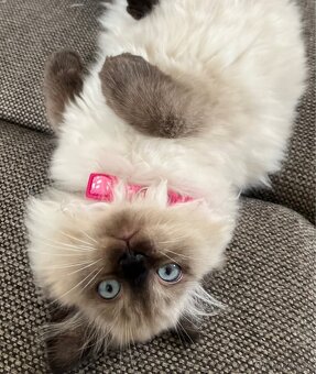 Koťátka Ragdoll bez PP - 3