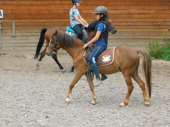 valach pony - 3