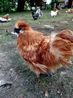 Kohout hedvábnička žlutá velká EU - 3