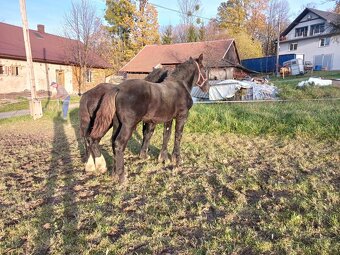 Źrebaki ciężkie(perszeron/polski koń zimnokrwisty) - 3