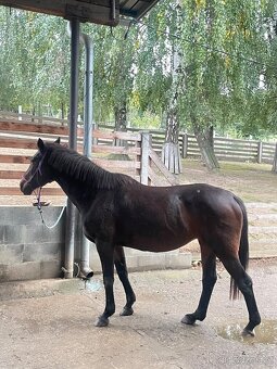 Prodám kobylu jako společníka nebo na rekreaci - 3