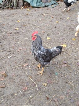 Kohouti různých barev - 3