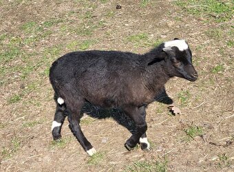 Kamerunská ovce - beránek - 3