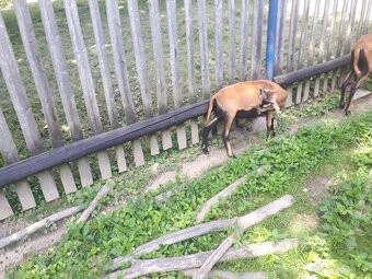 Prodám kamerunskou ovečku a beránka - 3