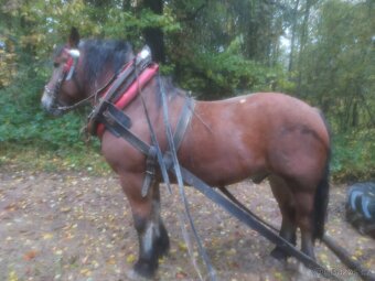 Prodám tažného koně do lesa - 3