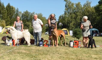 Krytí Pyrenejský horský pes - 3