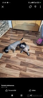 Čínský chocholatý pejsci křížený - 3