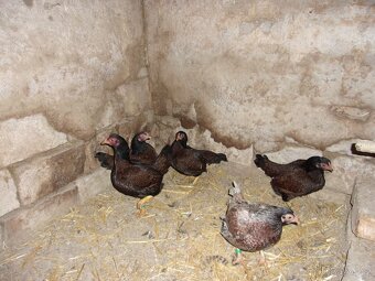 Zdrobnělá indická bojovnice - 3