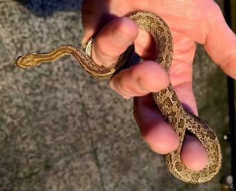Pantherophis emoryi F3 Texas 0,4 - 3