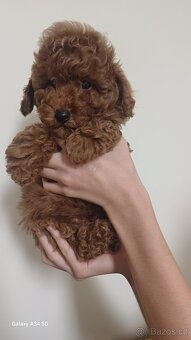Štěňata červenohnědého toy pudla - 3