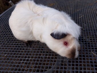 Morče,morčátko kluk - 3