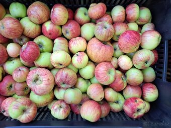 Nabídka jablek, ořechů a dřeva - 3