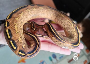 Krajta královská/python regius - 3