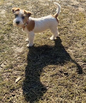 Jack Russell terier - fenka 3 mesice - 3
