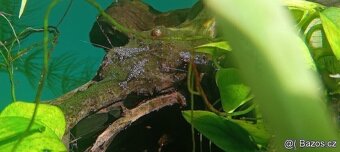 Krevetky sulawesi - 3