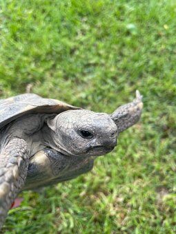 Želva zelenavá Testudo hermanni - 3