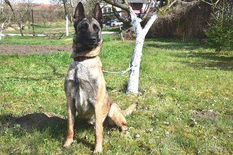 Malinoiska Naomi hledá domov - 3