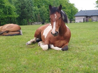 valach APH american paint horse 2 roky PH - 3
