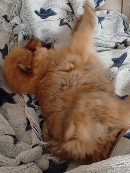Špic pomeranian - 3