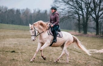 Pre / Lusitano kobča - 3