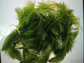 Ceratophyllum demersun - 3