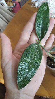 Hoya cystiantha splash voskovka - 3