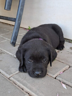 Černá štěňátka labradora s PP - 3