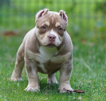 American Bully - 3