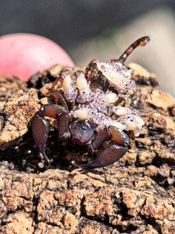 Štíři Heterometrus Petersi atd - 3