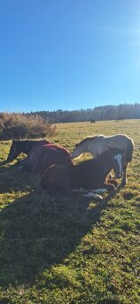 Letošní hřebeček - 3