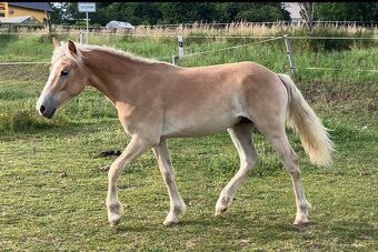 hafling valášek 2,5 roku - 3