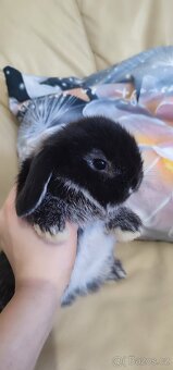 Minilop mini zakrslý beránek - 3