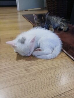 Daruji koťátka - 3