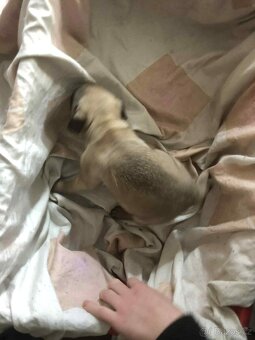 Štěňata Mops - 3