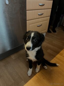 Border Kolie bez PP - 3