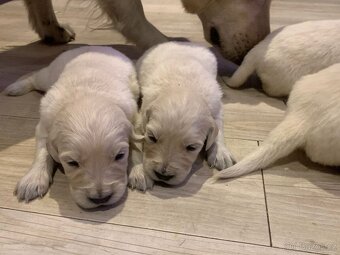 Zlatý retrívr štěňátka 🐶 - 3