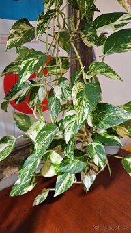 Pothos marble queen - 3