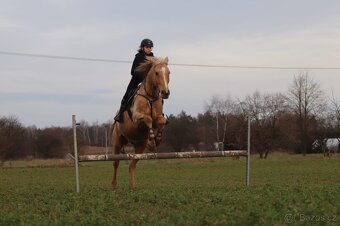 Hledám pronájem koně - 3