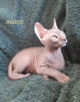 Don Sphynx Kocourky - 3
