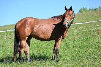 Paint horse valášek - 3