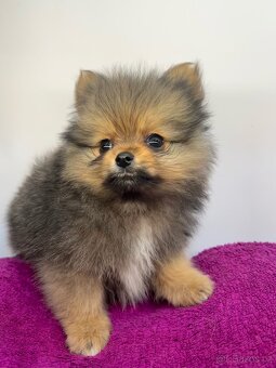 Pomeranian s PP - 3